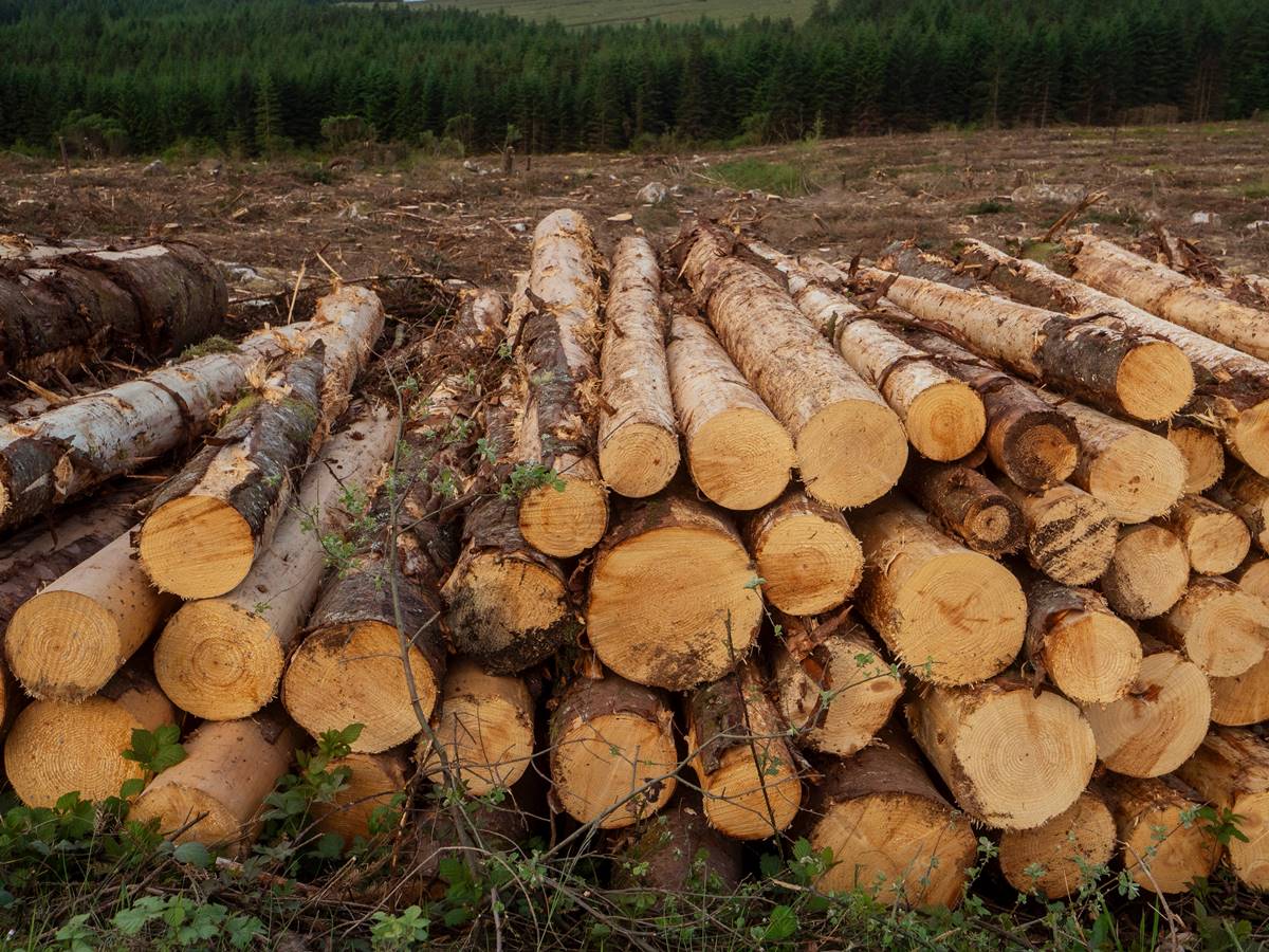 Zákaz topení tímto dřevem. Kdo ho bude nadále používat, dostane mastnou pokutu